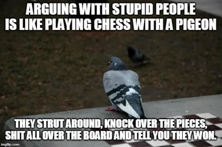 pigeon.webp