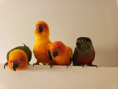 Birds.webp