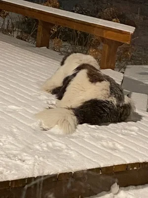 Wyatt in the Snow.webp
