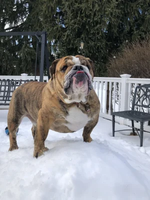 Dozer.webp