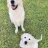 Goldenretriever