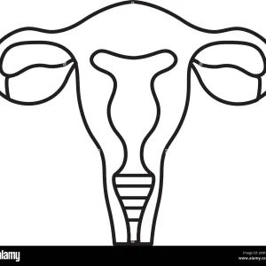 line-fallopian-tubes-with-uterus-to-human-anatomy-JXXR7P.jpg