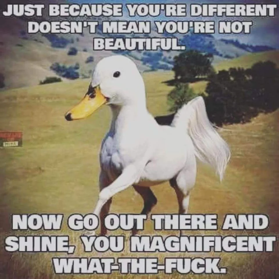 1699731701750.jpeg