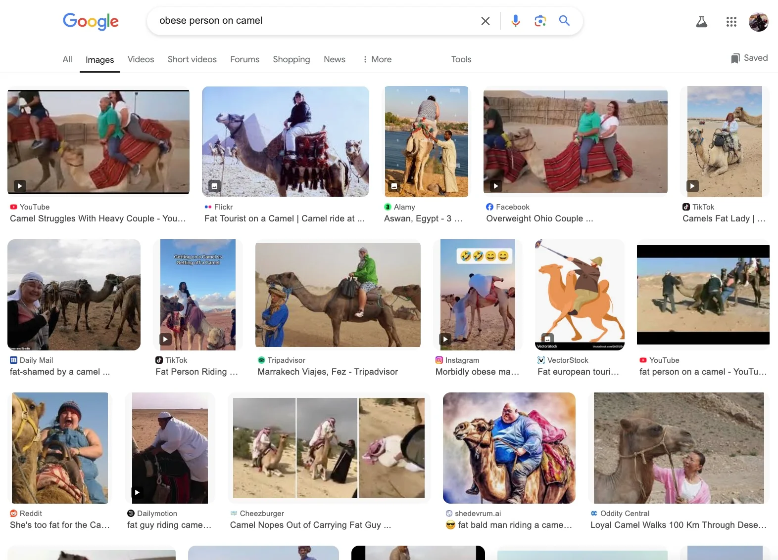 Camels banned Obese.webp